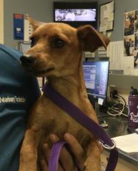 Shelter Stray Male Dog last seen Near BLOCK UNION AVE, JURUPA VALLEY, CA, 6851 Van Buren Boulevard, Jurupa Valley, CA 92509, USA