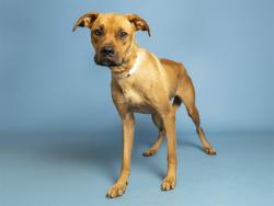 Shelter Stray Female Dog last seen 23ND ST/THOMAS, 5501 E Van Buren St, Phoenix, AZ 85008, USA