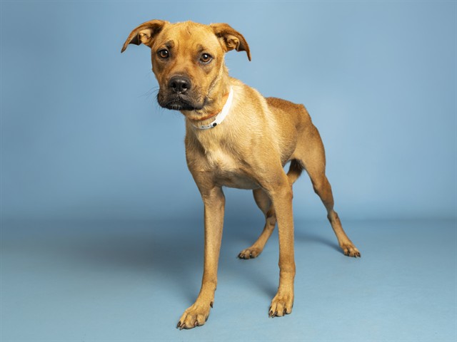 Shelter Stray Female Dog last seen 23ND ST/THOMAS, 5501 E Van Buren St, Phoenix, AZ 85008, USA