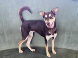 Shelter Stray Female Dog last seen , 14409 Vanowen St, Van Nuys, CA 91405, USA