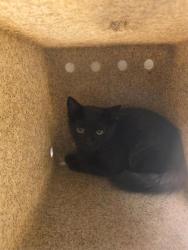 Shelter Stray Unknown Cat last seen Near BLOCK S REDWOOD RD, 4522 W 3500 S, West Valley City, UT 84120, USA