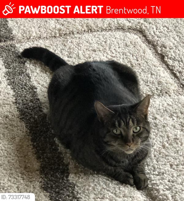 Lost Female Cat last seen Split Log Rd/Sonoma, Brentwood, TN 37027