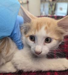 Shelter Stray Male Cat last seen 136TH & 27TH BARR LAKE RV PARK, 12155 Park Blvd, Brighton, CO 80601, USA