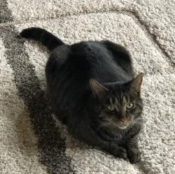 Lost Female Cat last seen Split Log Rd/Sonoma, Brentwood, TN 37027