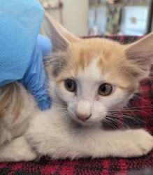 Shelter Stray Male Cat last seen 136TH & 27TH BARR LAKE RV PARK, 12155 Park Blvd, Brighton, CO 80601, USA