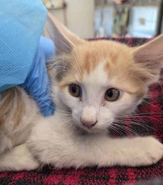 Shelter Stray Male Cat last seen 136TH & 27TH BARR LAKE RV PARK, 12155 Park Blvd, Brighton, CO 80601, USA