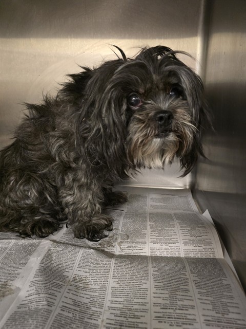 Shelter Stray Female Dog last seen Near BLOCK N WATEKA ST, SAN JACINTO CA 92583, 581 S Grand Ave, San Jacinto, CA 92582, USA