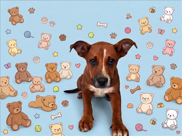 Shelter Stray Male Dog last seen , 1850 W 60th St, Los Angeles, CA 90047, USA