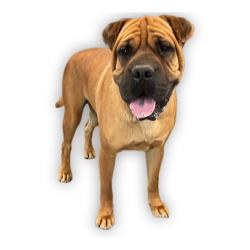 Shelter Stray Male Dog last seen , 1850 W 60th St, Los Angeles, CA 90047, USA
