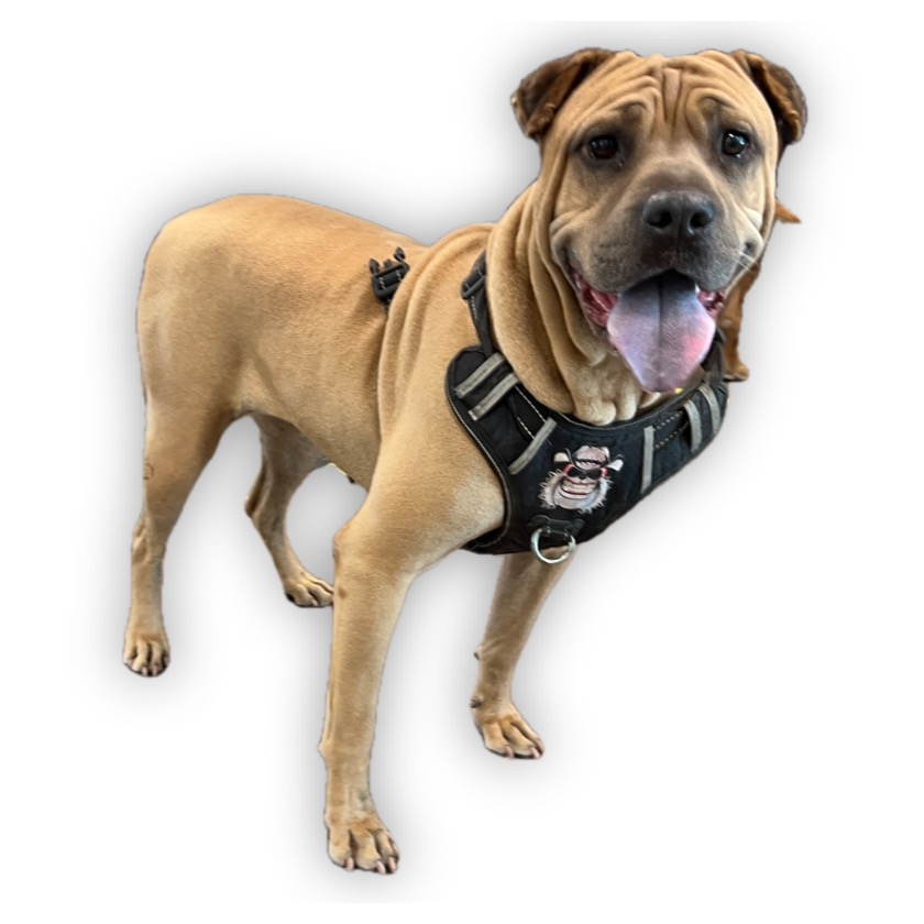 Shelter Stray Female Dog last seen , 1850 W 60th St, Los Angeles, CA 90047, USA