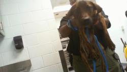 Shelter Stray Female Dog last seen CHARLOTTE, 8315 Byrum Dr, Charlotte, NC 28217, USA