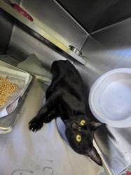 Shelter Stray Male Cat last seen , 1850 W 60th St, Los Angeles, CA 90047, USA