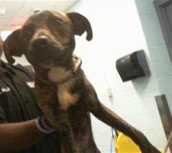 Shelter Stray Female Dog last seen CHARLOTTE, 8315 Byrum Dr, Charlotte, NC 28217, USA