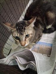 Shelter Stray Female Cat last seen , 1850 W 60th St, Los Angeles, CA 90047, USA