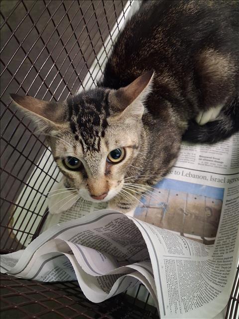 Shelter Stray Female Cat last seen , 1850 W 60th St, Los Angeles, CA 90047, USA