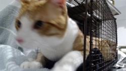 Shelter Stray Male Cat last seen MISSION ST /24 TH ST, 1419 Bryant St, San Francisco, CA 94103, USA