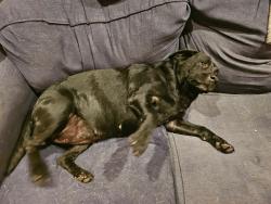 Reunited Female Dog last seen Near SE Camano DR, Camano, WA 98282