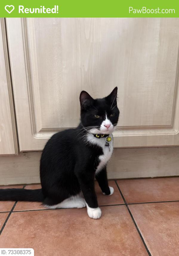 Reunited Female Cat last seen Near Chalford Avenue, Swindon, England SN3 3NU