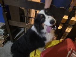Reunited Female Dog last seen Bass mountain rd, Alamance County, NC 27349