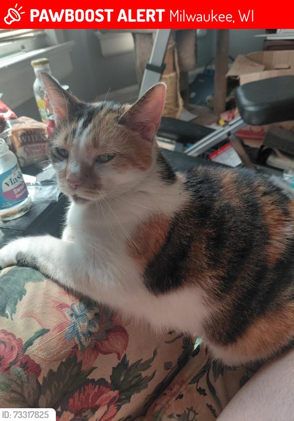 Lost Female Cat last seen 11th and Greenfield, Milwaukee, WI 53204