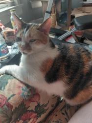 Lost Female Cat last seen 11th and Greenfield, Milwaukee, WI 53204