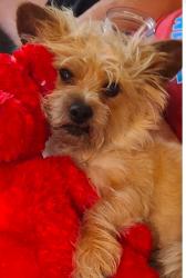 Reunited Male Dog last seen Near Sutter Hills Ave, Las Vegas, NV 89144, USA, Las Vegas, NV 89144