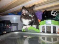 Found/Stray Unknown Cat last seen Near the entrance of Goshen on the Mike Padgett Highway side, Augusta, GA 30906