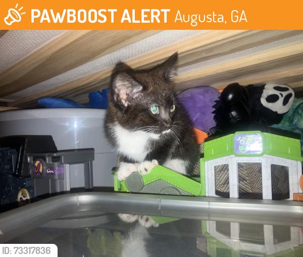 Found/Stray Unknown Cat last seen Near the entrance of Goshen on the Mike Padgett Highway side, Augusta, GA 30906