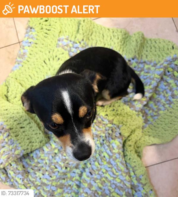 Found/Stray Male Dog last seen Found on Grand Duke Drive and Damson Plum Court, Spartanburg SC, Spartanburg County, SC 29301