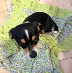 Found/Stray Male Dog last seen Found on Grand Duke Drive and Damson Plum Court, Spartanburg SC, Spartanburg County, SC 29301