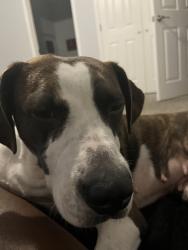 Lost Female Dog last seen By sweet bay, Panama City, FL 32405