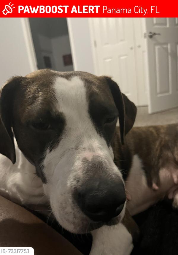 Lost Female Dog last seen By sweet bay, Panama City, FL 32405