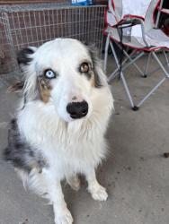 Reunited Female Dog last seen 32nd and sable, Aurora, CO 80011