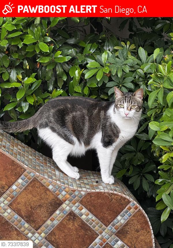 Lost Male Cat last seen S Hempstead Cir 92116, San Diego, CA 92116