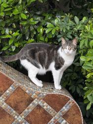 Lost Male Cat last seen S Hempstead Cir 92116, San Diego, CA 92116
