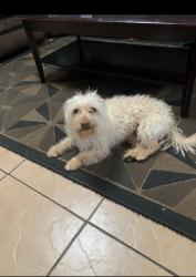 Reunited Male Dog last seen Harding way, Stockton, CA 95205