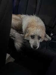 Found/Stray Unknown Dog last seen Ryan Ford, Sealy, TX 77474