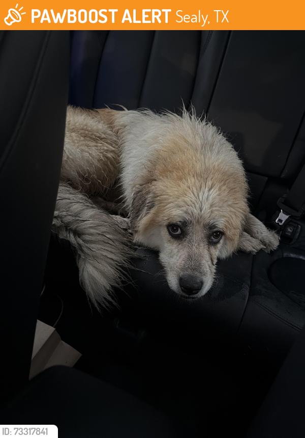 Found/Stray Unknown Dog last seen Ryan Ford, Sealy, TX 77474