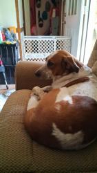 Reunited Male Dog last seen Clinton hwy , edge more,, Clinton, TN 37716