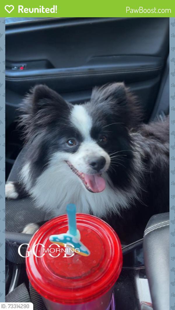 Reunited Female Dog last seen Castroville blvd., Prunedale, CA 93907