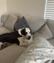 Reunited Male Dog last seen Mossberg Drive, Arlington, TX 76002