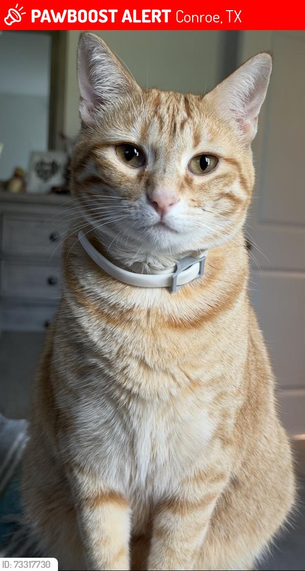 Lost Female Cat last seen Wuakegan 77306 Conroe Texas, Conroe, TX 77306