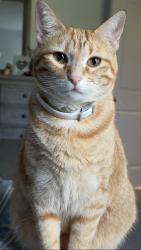 Lost Female Cat last seen Wuakegan 77306 Conroe Texas, Conroe, TX 77306