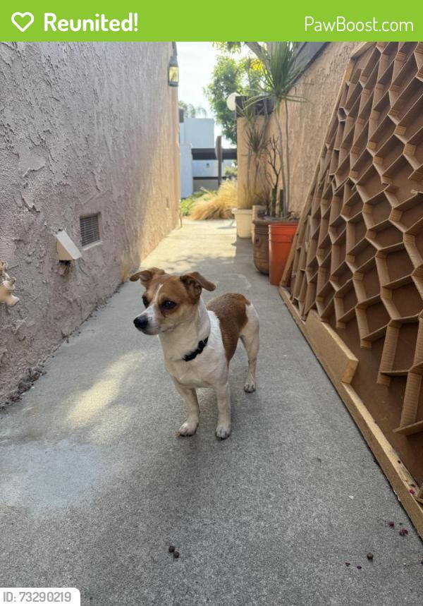 Reunited Male Dog last seen Nutwood and katella, Anaheim, CA 92804