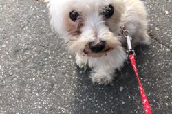 Reunited Female Dog last seen Kilson Dr McFadden, Santa Ana, CA 92701