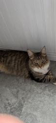 Lost Male Cat last seen 400E, Springville, UT 84663