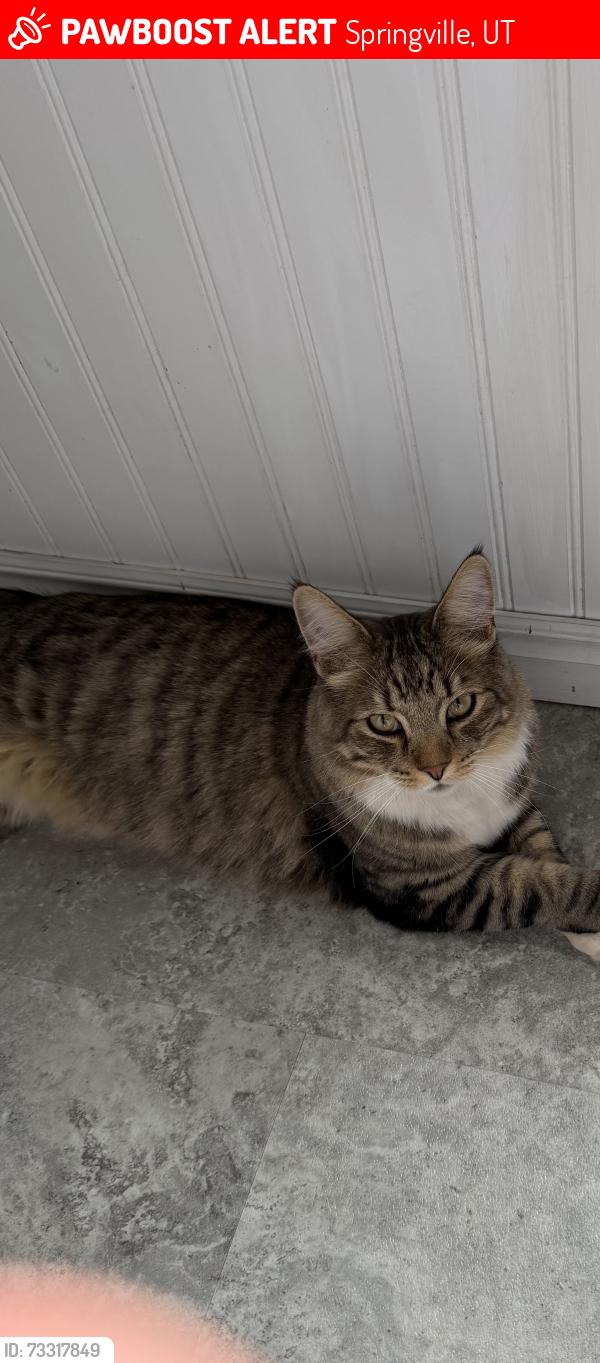 Lost Male Cat last seen 400E, Springville, UT 84663