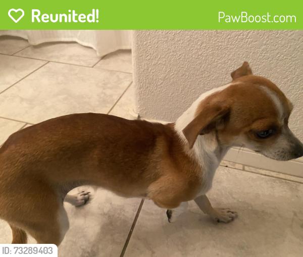 Reunited Female Dog last seen Charlotte and Jerry Keller Elementary School, Las Vegas, NV 89110