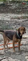 Lost Male Dog last seen South Lynn, Milton, FL 32583
