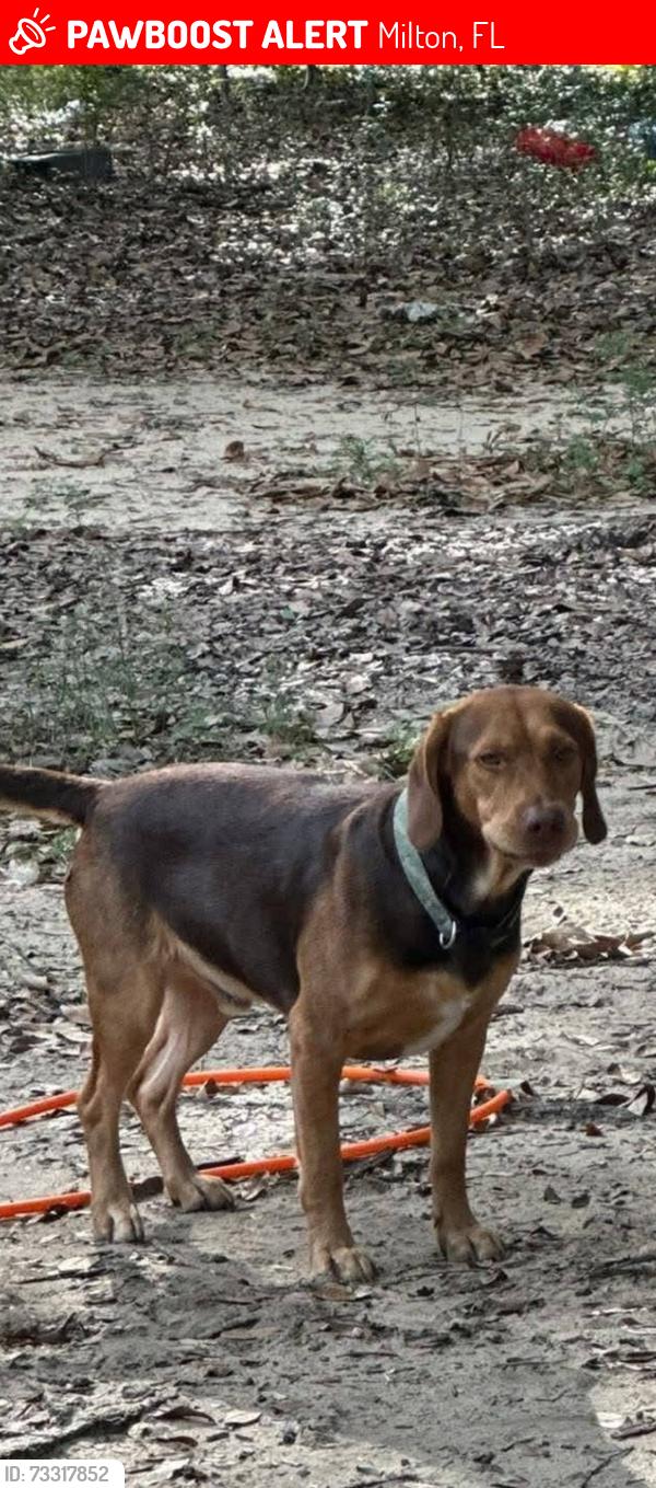 Lost Male Dog last seen South Lynn, Milton, FL 32583